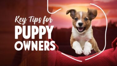 tips for puppy owners