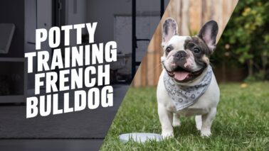 potty training french bulldog