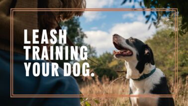 leash training for dog