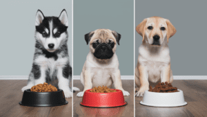 how much to feed your puppy