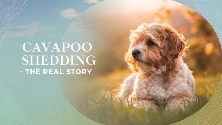 Cavapoo Puppies and Shedding: The Real Story Behind the Coats