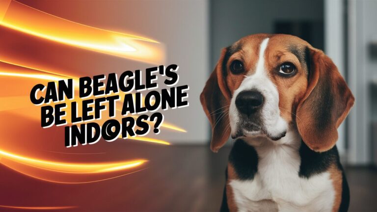 Can A Beagle Really Be Left Alone Indoors?