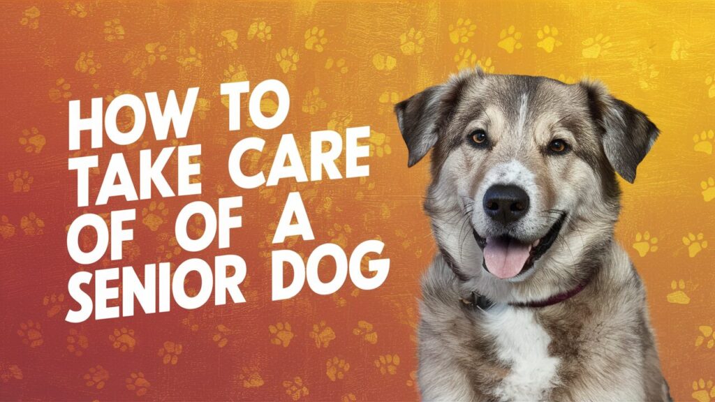 Senior Dog Care