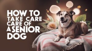 Senior Dog