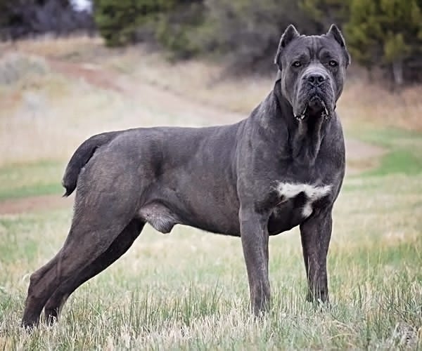 Cane Corso Dog