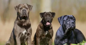 Cane Corso Dog Breed