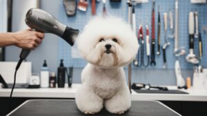 Grooming That Fluffy Pooch of Yours