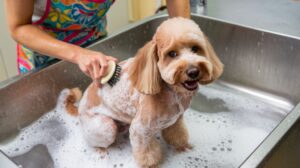 Best Shampoos and Conditioners for Dogs