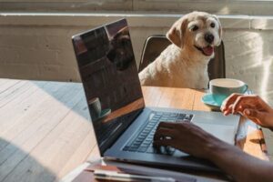 Online Grooming Schools vs In-Person Schools