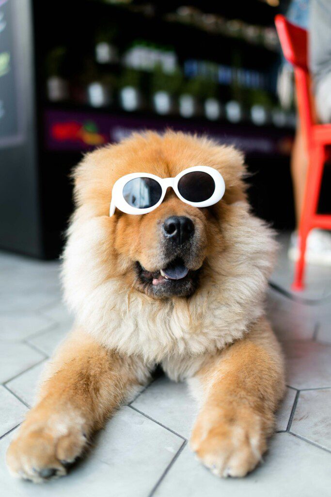 Embark on Your Grooming Journey: Discover Online Dog Grooming Courses